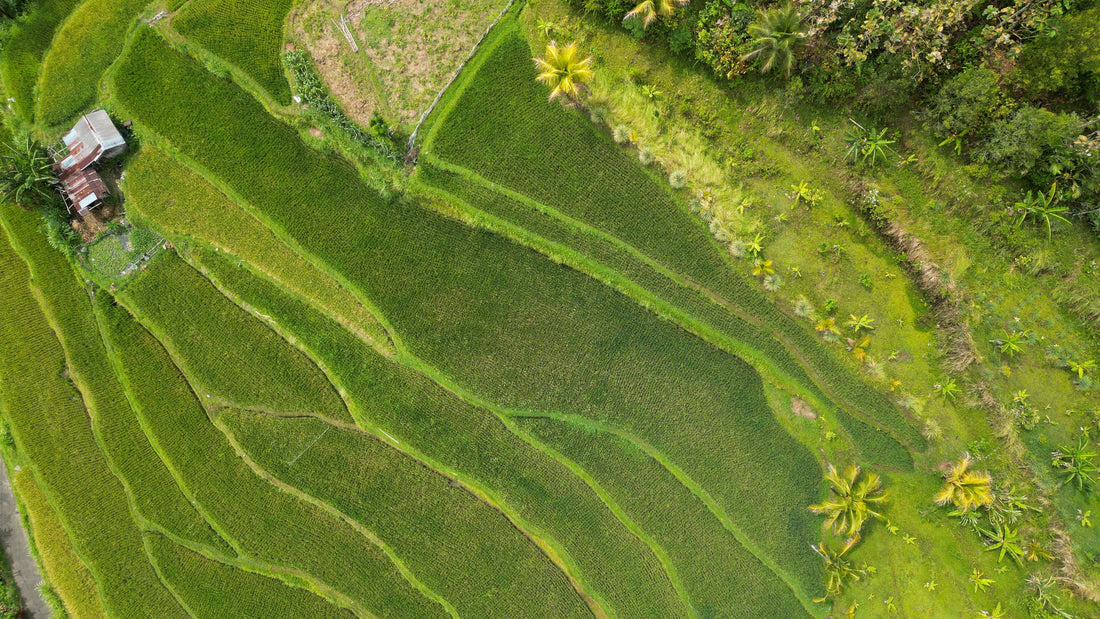 Munduk à Bali en famille : cascades, randonnée et bonnes adresses
